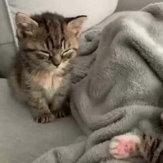 🌸