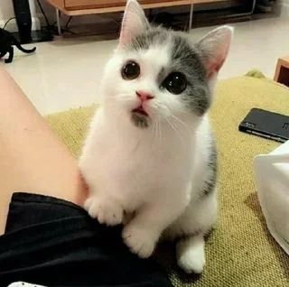 🐱