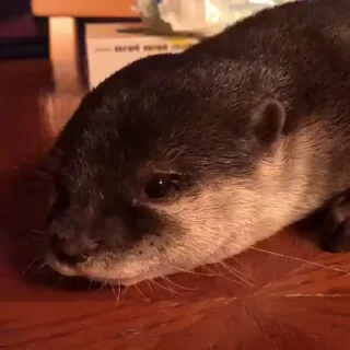 😢