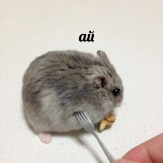 🐹
