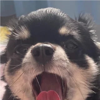 🐶