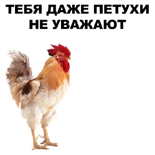 ✌️