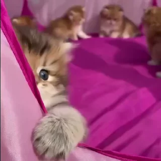 🥺