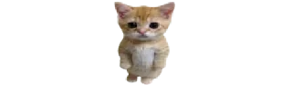 🐈