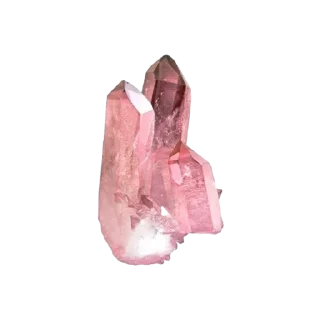 🐚