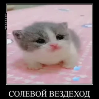 🐱