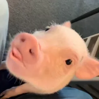 🐽