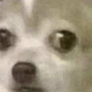 🐶
