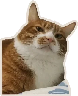 🐈