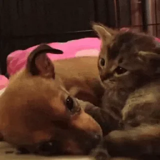 💤