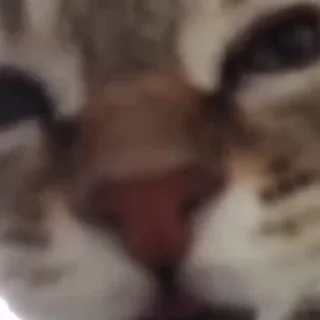 🤪