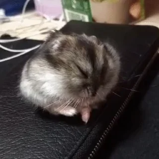 🐭