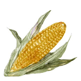 🌽