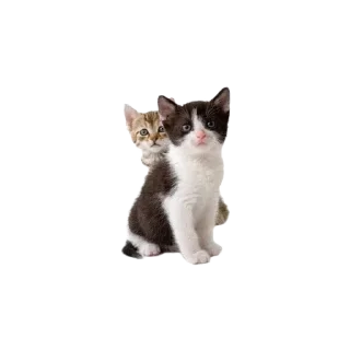 🐱