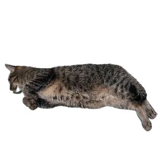 🐱