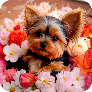 🐶