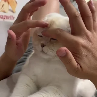 🐈‍⬛️