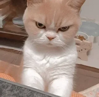 🌟