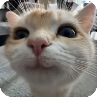 🐱