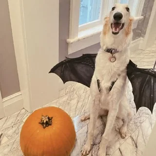 🦇