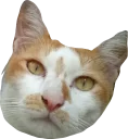 🐱