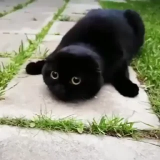 🐈‍⬛️