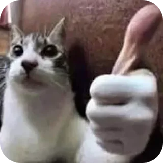 🐱