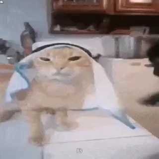 🐈‍⬛