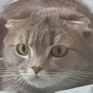 😺