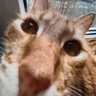 🤫