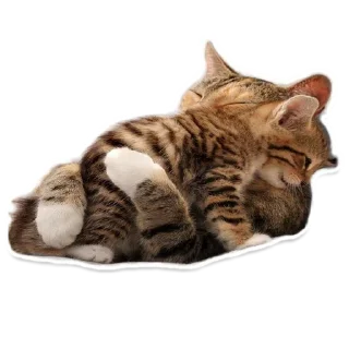 Animals Cute @stickersb2b