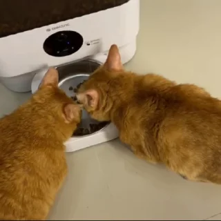 😋