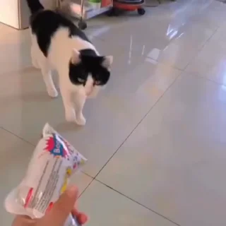 🐈