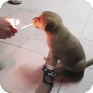 🚬