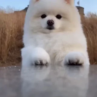 🥺