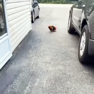 🐩