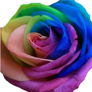 🌹