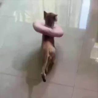 💃