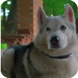 🐶