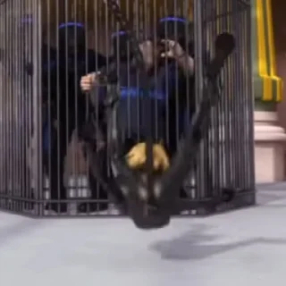 🐱