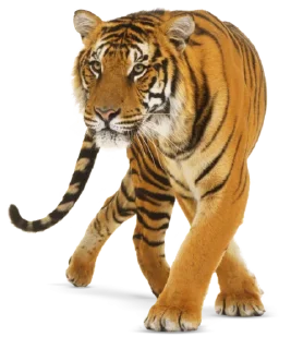 🐅