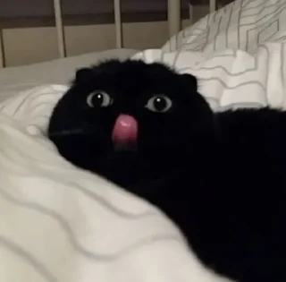 🐱