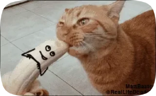 😺