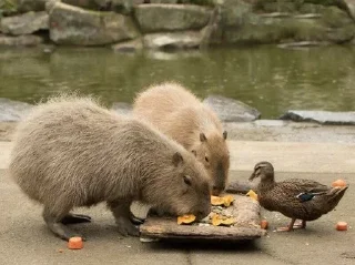🦆