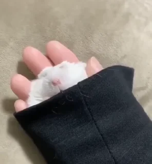 🐹