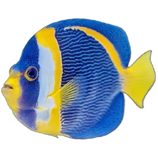 🐟