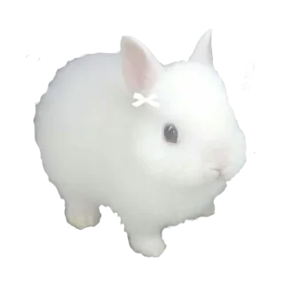 🐇