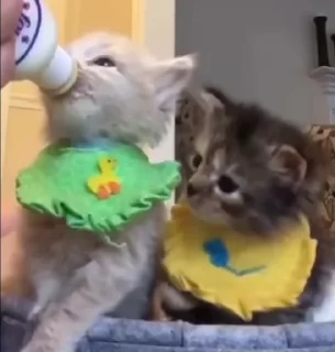 🐾
