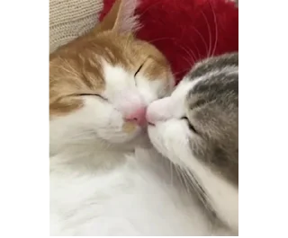 😘