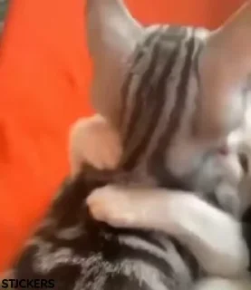 😻
